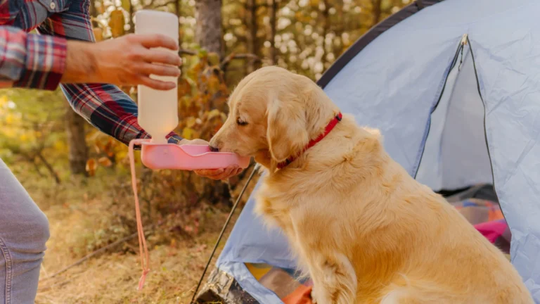 How to Keep Your Dog Cool in the Summer Camping