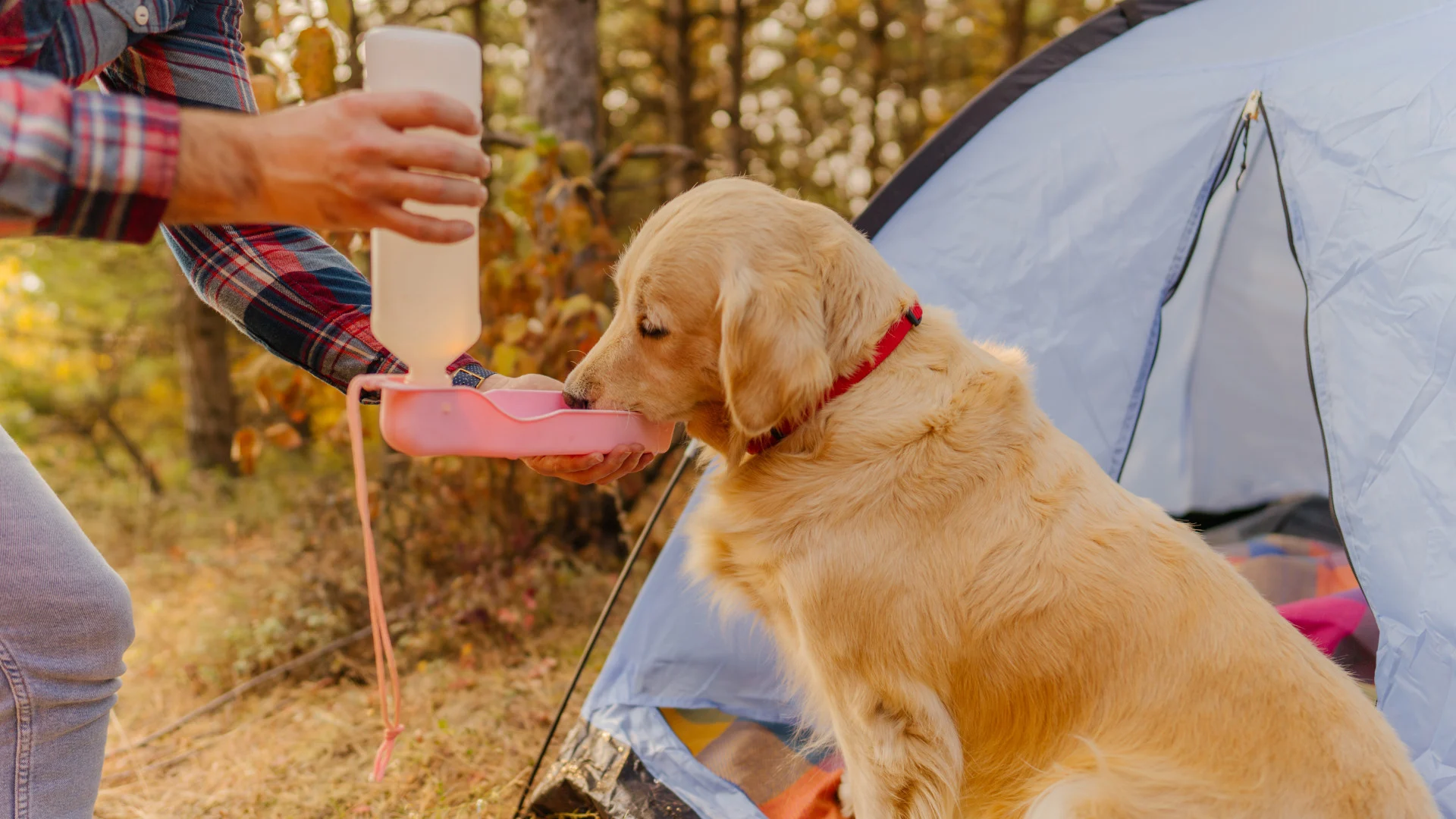 How to Keep Your Dog Cool in the Summer Camping
